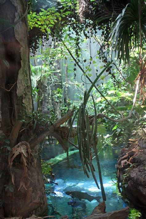 File:California Academy of Sciences rainforest scene.jpg - Wikimedia ...