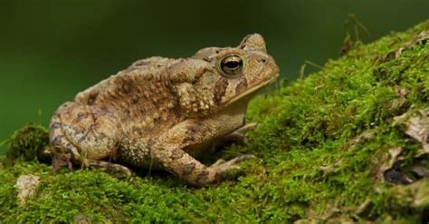 American Toad Pictures - AZ Animals