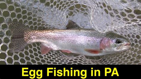 Fishing for Pennsylvania Trout With Salmon Eggs - YouTube