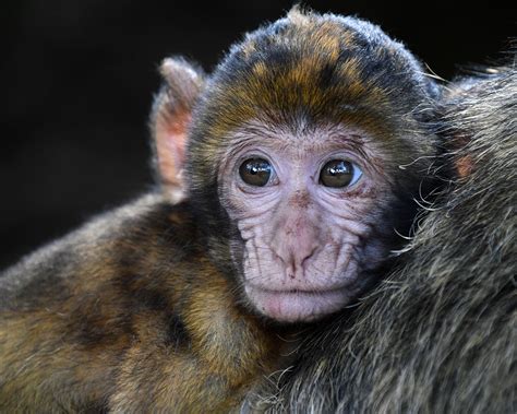 ¿Un macaco como mascota? No, gracias