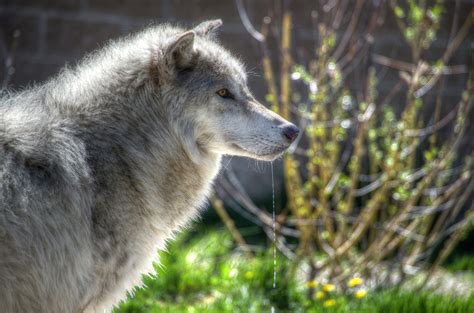 Wolf Watching in Yellowstone