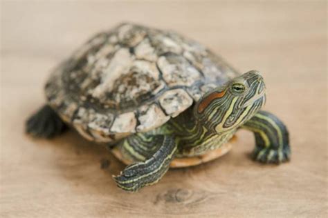 Can You Paint A Turtle Shell? - All You Need To Know - All About Pets