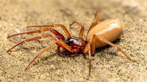 Is a Woodlouse Spider Poisonous? | Information and Facts - Pest Samurai