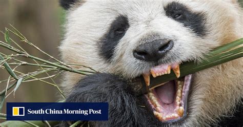 Panda teeth are self-regenerating, Chinese and US scientists find – and it could benefit human ...