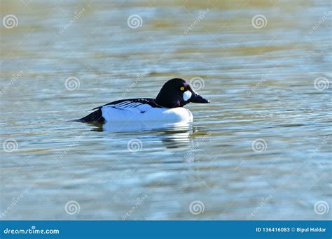 Common Goldeneye Duck stock image. Image of wild, wildlife - 136416083