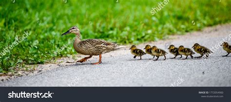 22,958 Mother Duck Ducklings Images, Stock Photos & Vectors | Shutterstock