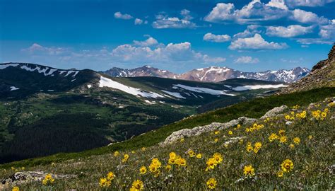 wildflowers on the side of a mountain with snow capped mountains in the background