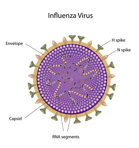 Influenza virus structure stock vector. Illustration of respiratory ...