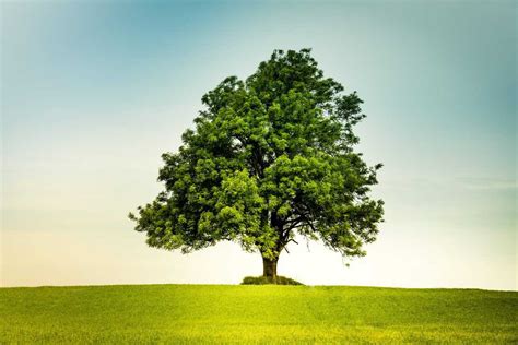 6 Best Places to Plant an Oak Tree (and How to Plant Them) - Tree Journey