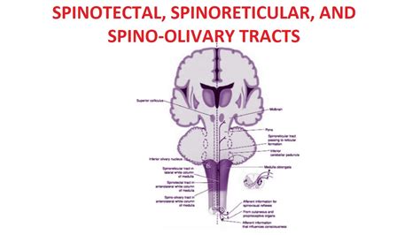 Spinotectal, Spinoreticular, Spino-olivary Tracts - YouTube