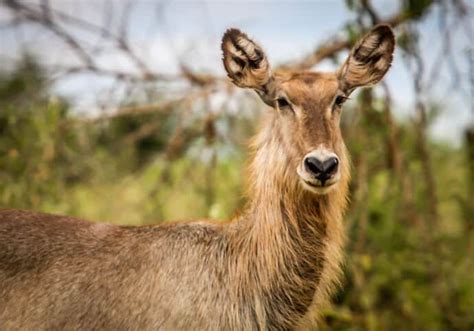 Animals in Kenya: A Guide to 40 Species of Kenyan Wildlife