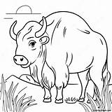 Buffalo Coloring Page  Pagescom sketch template