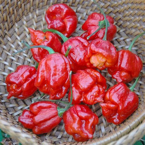 100pcs Seeds Rare Trinidad Scorpion Spicy Hot Pepper Fresh Chilli ...