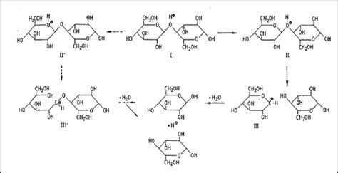 Glycosidic Bond Hydrolysis