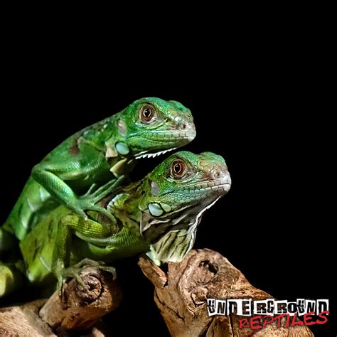 Baby Green Iguanas For Sale - Underground Reptiles