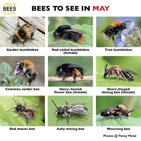 Bee-spotting and helping wild bees in May | Urban Bees Blog