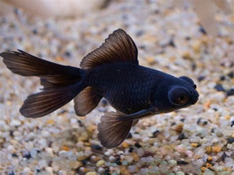 Black Moor Goldfish • Care Guide (Setup, Diet & Breeding)