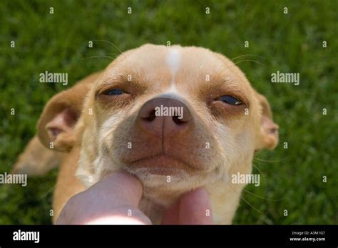 chihuahua dog getting chin scratched Stock Photo - Alamy