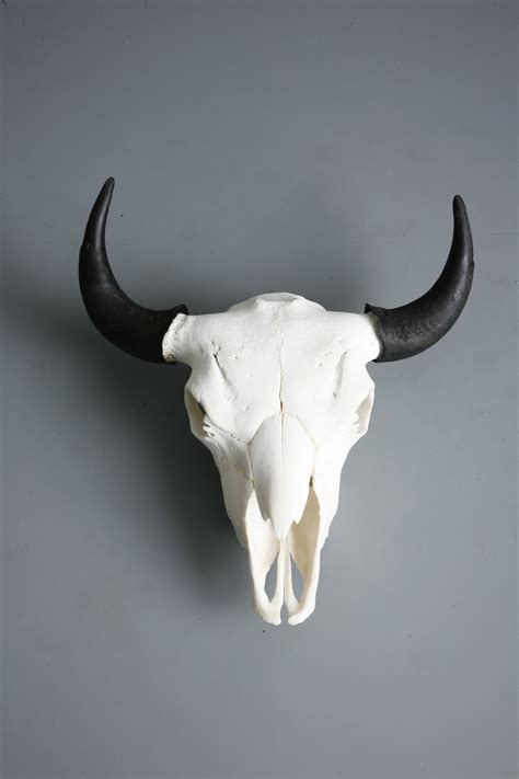 Bison Skull by mjranum-stock on DeviantArt