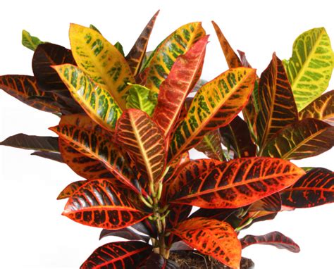 Indoor Plant With Red And Green Leaves - OSERA