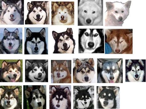 Rainbow Alaskan Malamute Fanciers | Alaskan malamute, Malamute, Alaskan