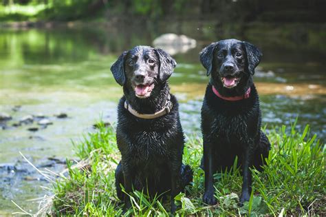 Two Black Short Coated Dogs · Free Stock Photo