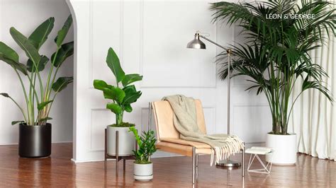 5 Lush and Lavish Plant-Inspired Zoom Backgrounds — Plant Care Tips and More · La Résidence