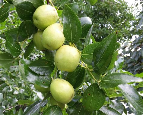 Welcome to the Pitt County Arboretum: GROWING JUJUBE