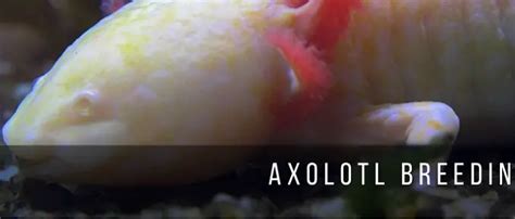 Axolotl Breeding | Fishkeeping World