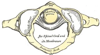 Transverse Ligament of the Atlas - Physiopedia