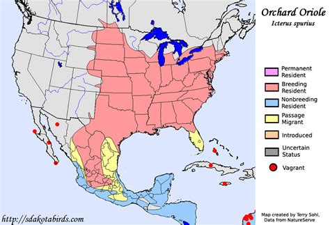 Orchard Oriole - Species Range Map