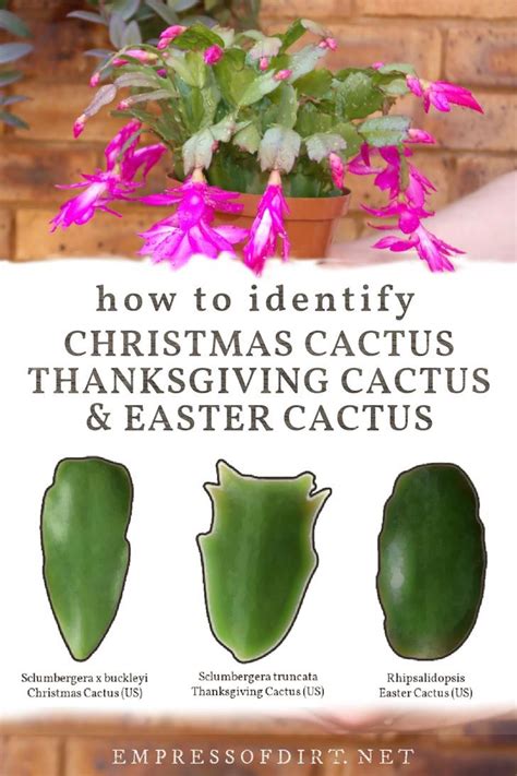 Christmas Cactus or Thanksgiving? How to ID Your Plant | Christmas cactus care, Christmas cactus ...