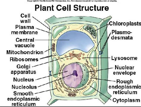 Plant Cell Drawing With Labels at PaintingValley.com | Explore collection of Plant Cell Drawing ...