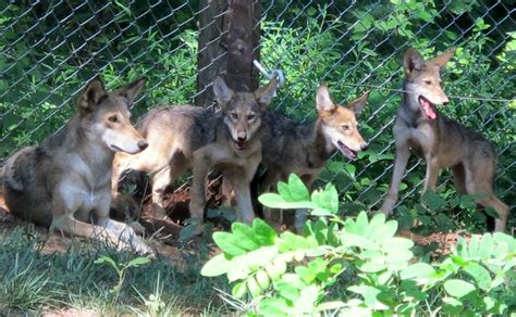 Red wolf pups on exhibit at the WNC Nature Center | Mountain Xpress