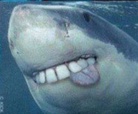 Shark with tongue | Sharks with human teeth, Sharks funny, Teeth pictures