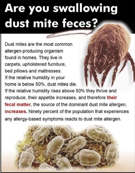 Dust Mites - Pure Service Pro