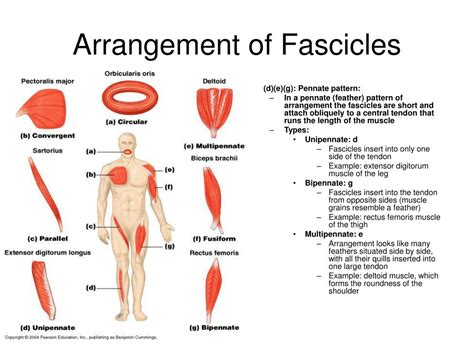 PPT - THE MUSCULAR SYSTEM PowerPoint Presentation, free download - ID:1184642