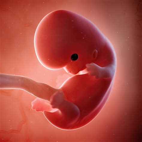 Fetal Development Gallery: See How Your Baby Grows From Pregnancy Week 4 to 40! | Fetal ...