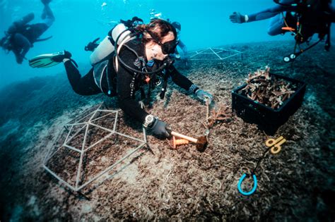 Restoration Resource Center Nusa Islands Coral Reef Restoration Project ...