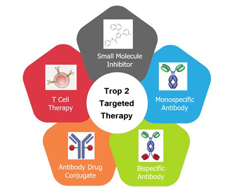 Recent Advances in Trop 2 Targeted Therapy for Solid Tumors[v1] | Preprints.org