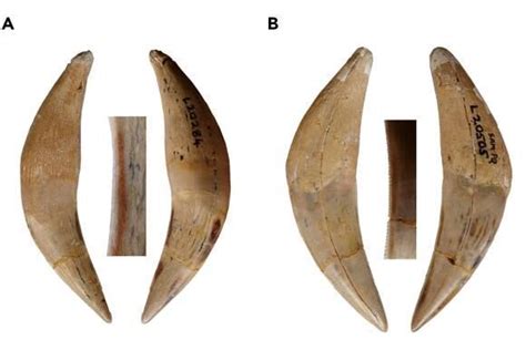 Two new species of saber-tooth tiger identified from 5 million years ...