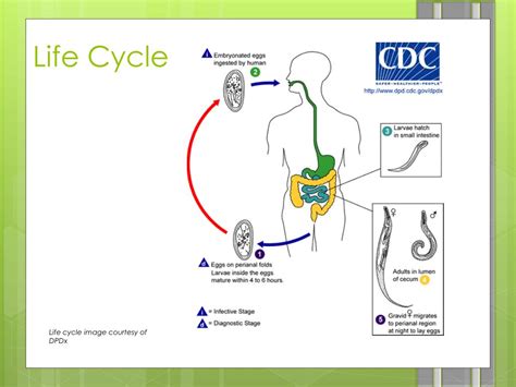 PPT - Pinworm PowerPoint Presentation, free download - ID:1926006