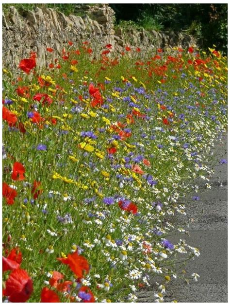 UK Cornfield Annuals ( 100% flower seed no grass added ) - Premier Seeds Direct