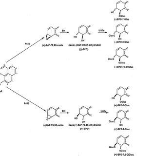 benzo(a)pyrene gets metabolically converted to mutagenic BPDE through ...