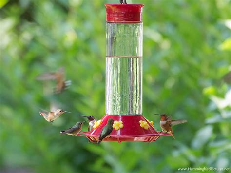 Hummingbird Feeders - Hummingbird Pictures