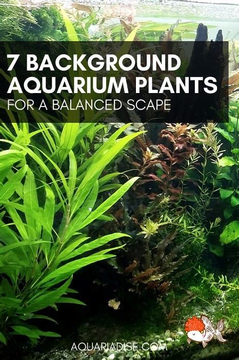 7 Beautiful Background Aquarium Plants - Aquariadise