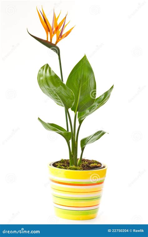 Strelitzia flower stock photo. Image of magnoliophyta - 22750204