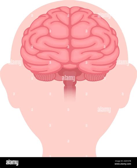 Vector illustration of human brain ( front view Stock Vector Image ...