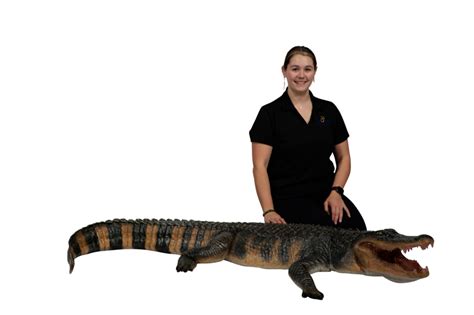 Life-size American Alligator - Event Décor And Prop Rental