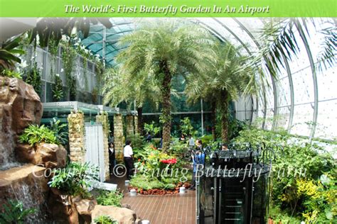 A Butterfly Garden Opens At Changi T3 Airport | PBF Blog